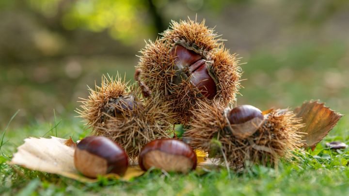 5 hikes where the chestnut rules